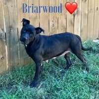 Briarwood - Photo 4