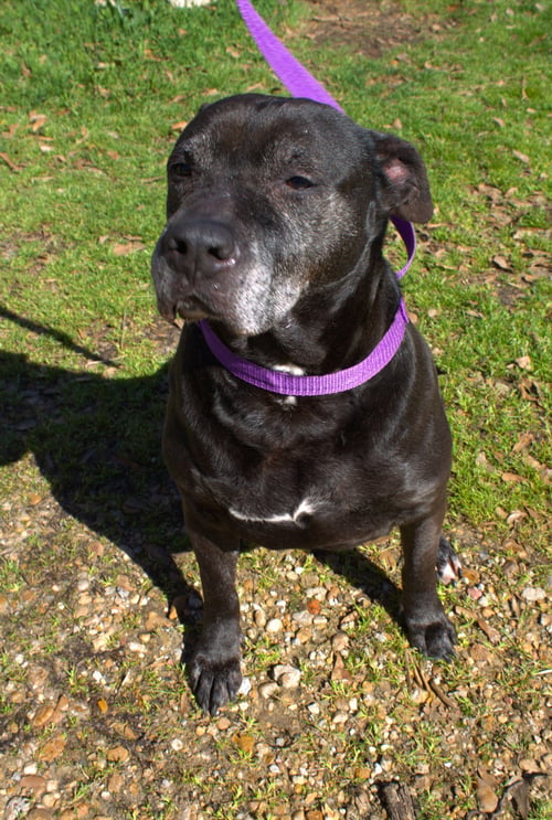 BRIARWOOD - American Bulldog available for adoption