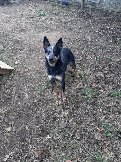 K C - Australian Cattle Dog/Blue Heeler available for adoption