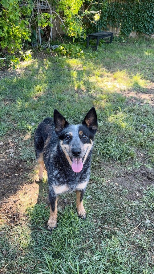 K C - Australian Cattle Dog/Blue Heeler available for adoption