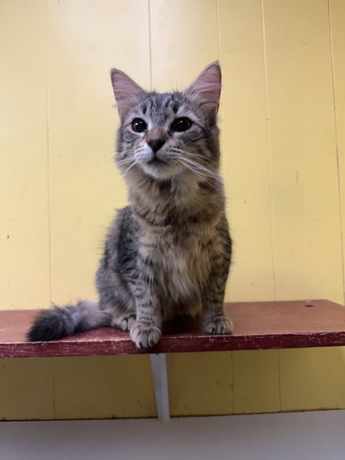 BREEZE - Domestic Long Hair available for adoption