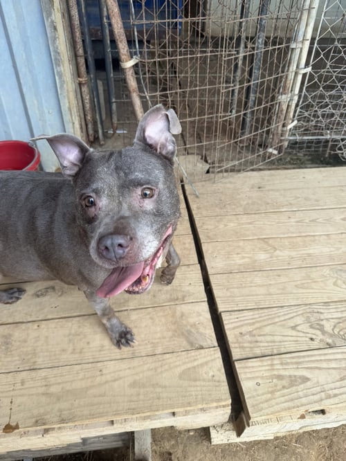 MILLIE - American Bulldog available for adoption