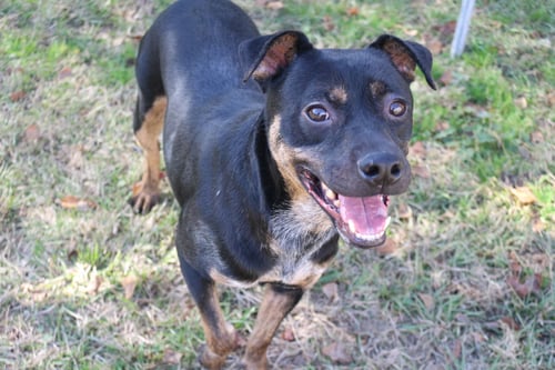 STAR CRUNCH - Manchester Terrier available for adoption