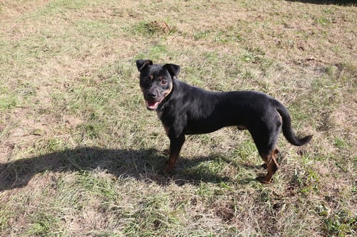 STAR CRUNCH - Manchester Terrier available for adoption