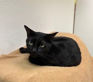 TWEEDLE DEE - Domestic Short Hair available for adoption