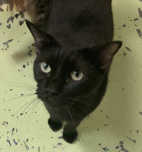 TWEEDLE DEE - Domestic Short Hair available for adoption