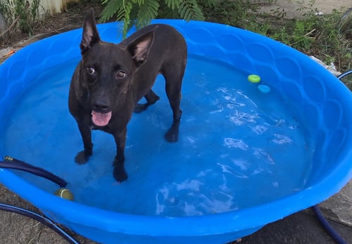 CASEY JONES - Black Labrador Retriever available for adoption