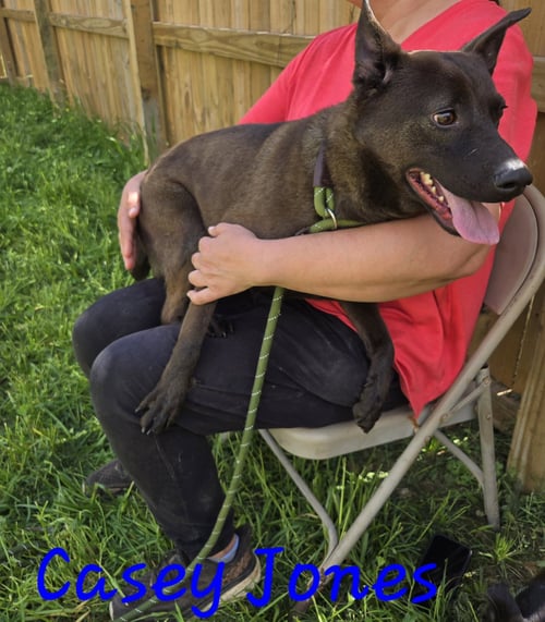 CASEY JONES - Black Labrador Retriever available for adoption