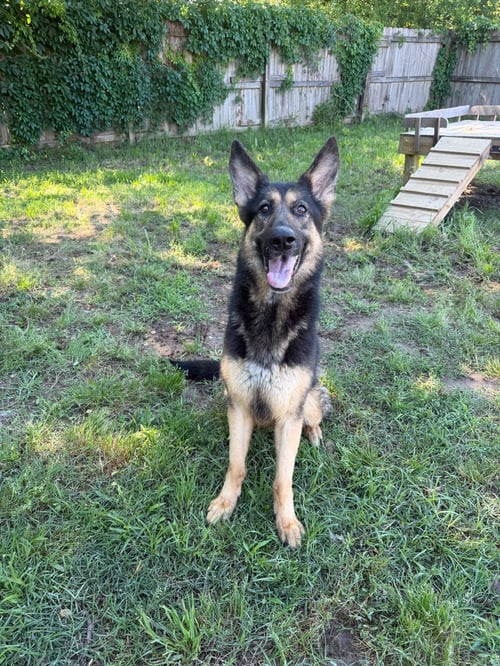 KARMA - German Shepherd Dog available for adoption