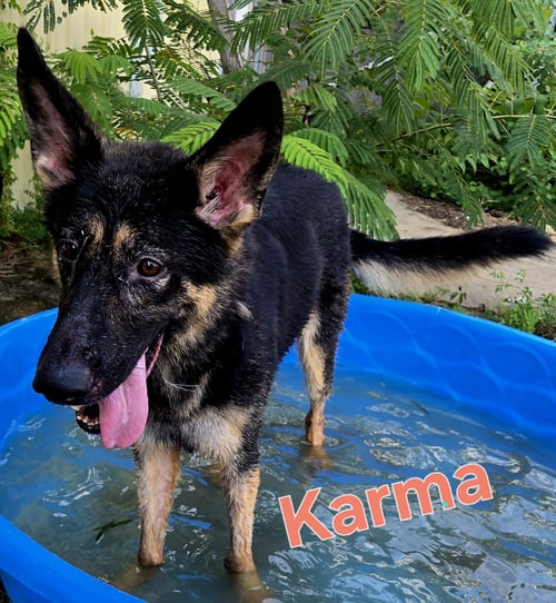 KARMA - German Shepherd Dog available for adoption