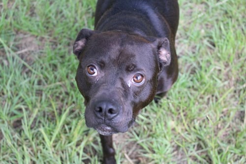 JOJO - Labrador Retriever / Boxer available for adoption