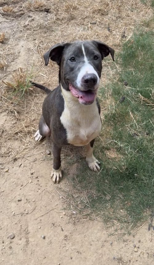 JENNY - American Staffordshire Terrier available for adoption