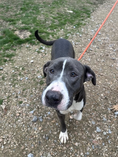 JENNY - American Staffordshire Terrier available for adoption