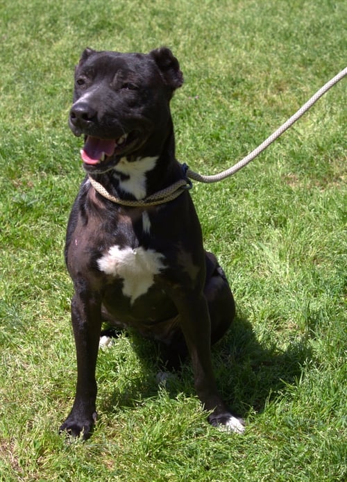 MIRACLE - Black Labrador Retriever available for adoption