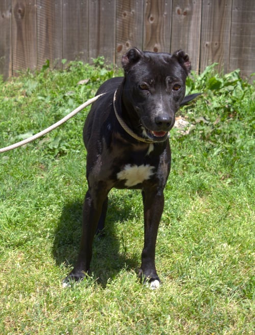 MIRACLE - Black Labrador Retriever available for adoption