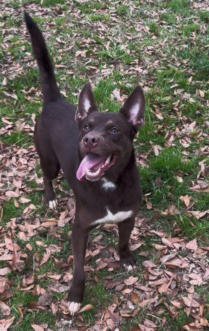 HIGHLAND - Australian Shepherd / Australian Kelpie available for adoption
