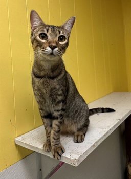 CHRIS - Domestic Short Hair available for adoption