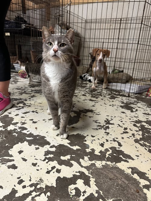 MOUSE - Domestic Short Hair available for adoption