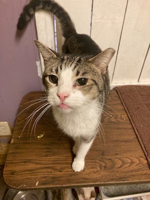 TIP - Domestic Short Hair available for adoption