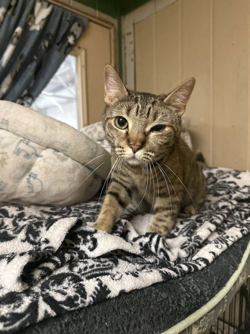 LISA - Domestic Short Hair available for adoption