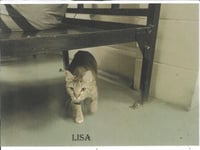 Lisa - Photo 2