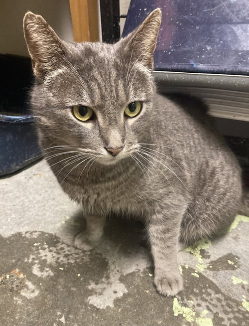 SMOKES - Domestic Short Hair available for adoption