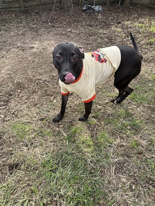 PENNY - Black Labrador Retriever / Feist available for adoption