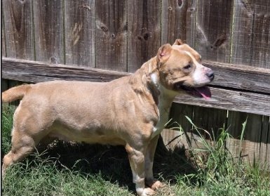 GRATEFUL - American Pit Bull Terrier available for adoption