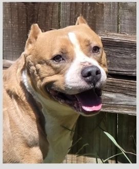 GRATEFUL - American Pit Bull Terrier available for adoption