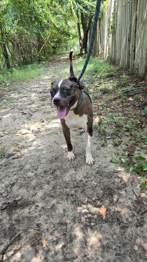HOLIDAY - American Staffordshire Terrier available for adoption