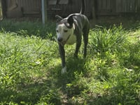 Buddy - Photo 3
