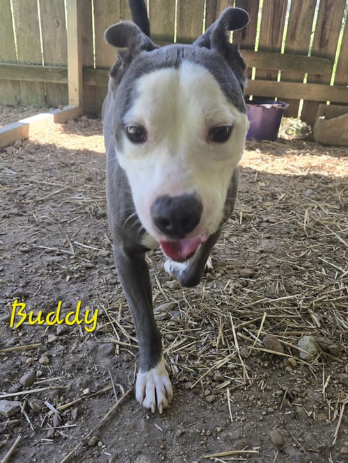 BUDDY - American Staffordshire Terrier available for adoption