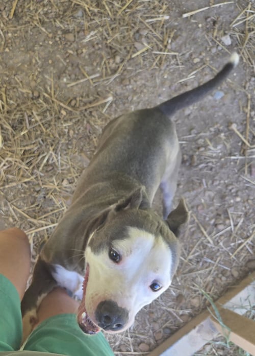 BUDDY - American Staffordshire Terrier available for adoption