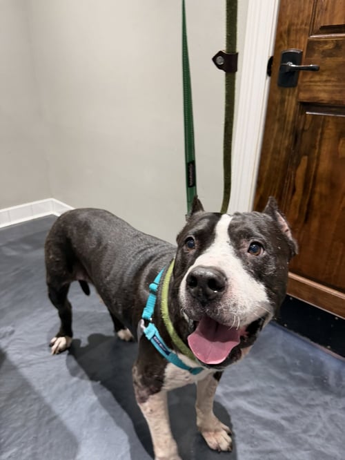 SAMPSON - American Staffordshire Terrier available for adoption