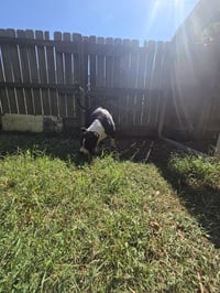 Sampson - Photo 6