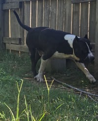Sampson - Photo 8