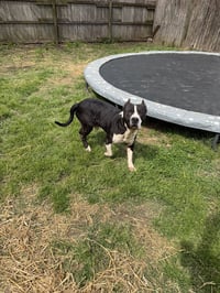 Sampson - Photo 2