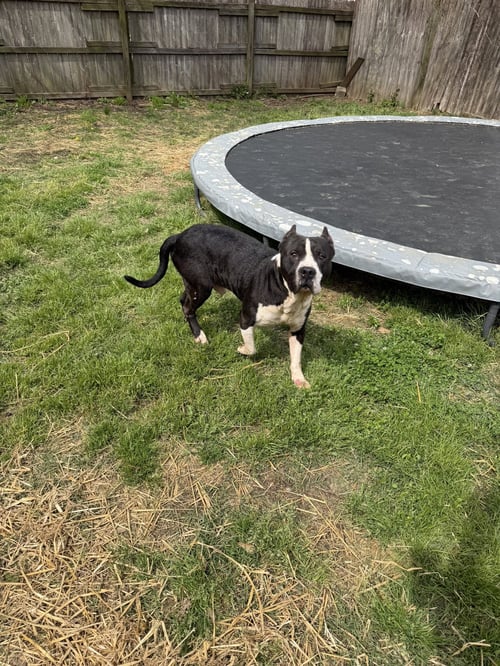 SAMPSON - American Staffordshire Terrier available for adoption
