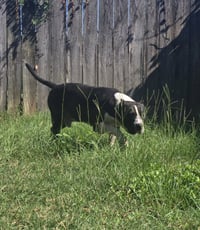 Sampson - Photo 7