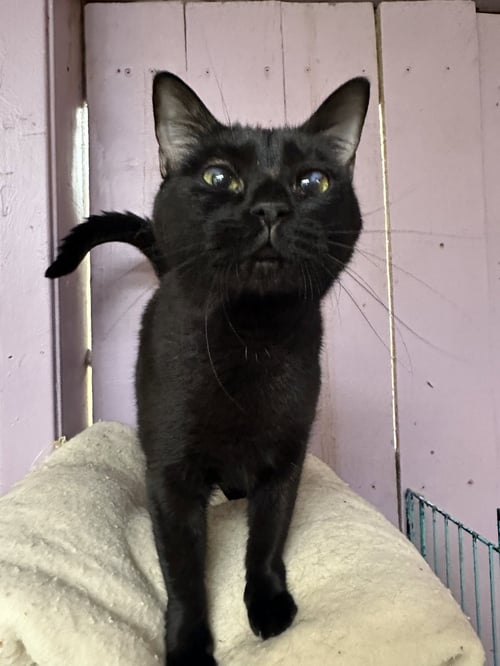 POE - Domestic Short Hair available for adoption
