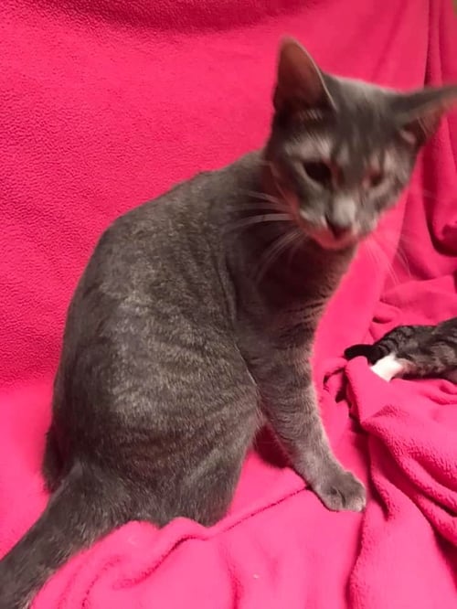 TINKERBELL - Dilute Tortoiseshell available for adoption
