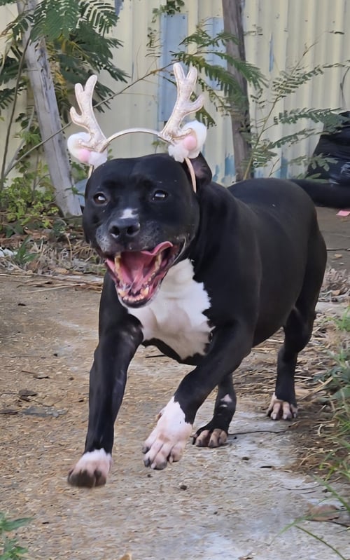 FLOWER - American Staffordshire Terrier available for adoption