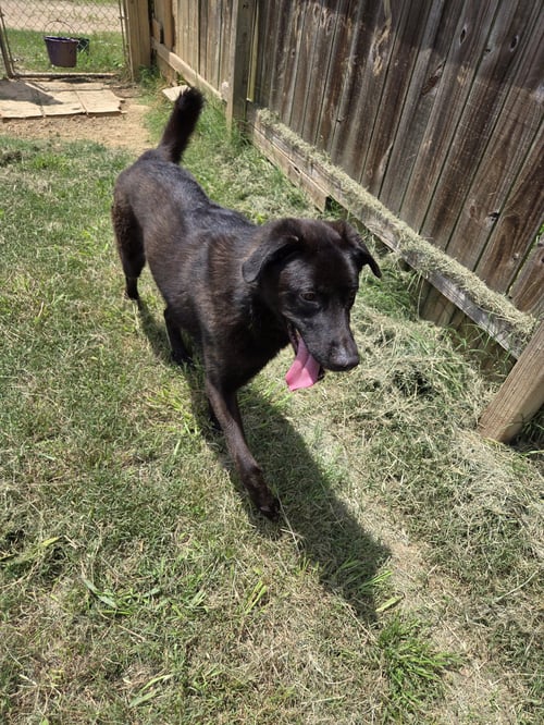 THRASHER - Labrador Retriever / Shepherd available for adoption
