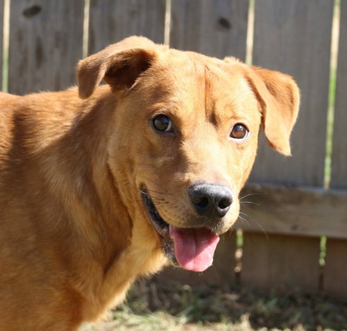 DEUCE - Black Mouth Cur / Labrador Retriever available for adoption