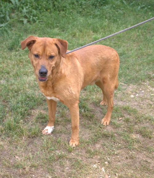 DEUCE - Black Mouth Cur / Labrador Retriever available for adoption
