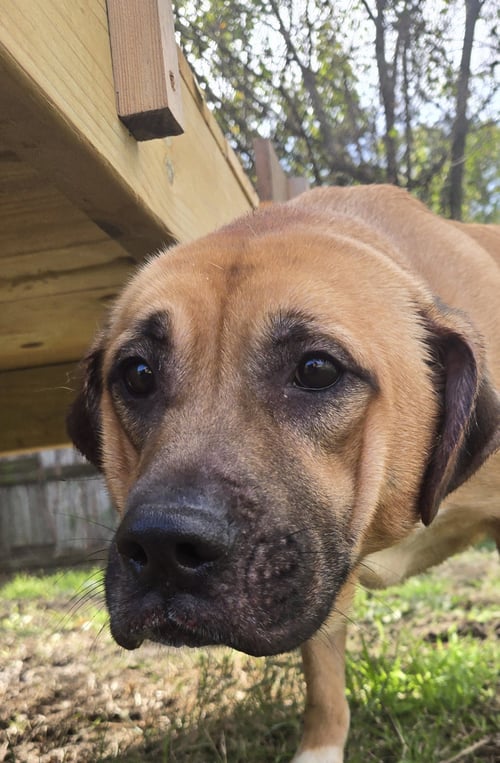 PRESLEY - Mastiff available for adoption