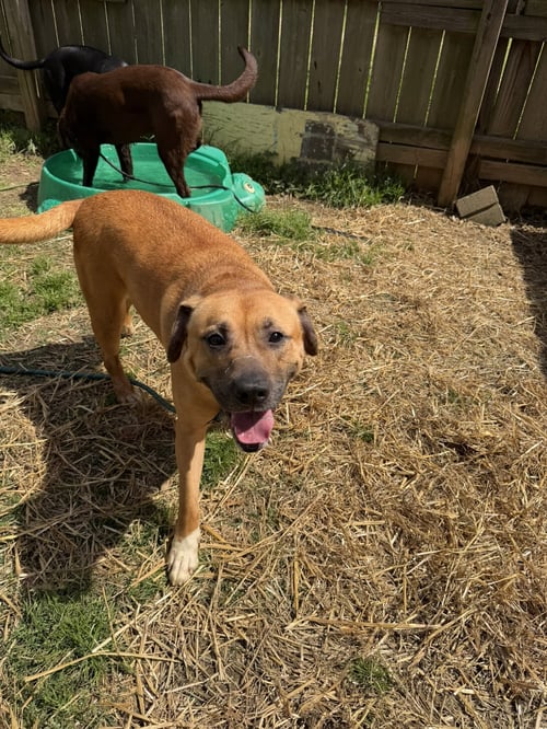 PRESLEY - Mastiff available for adoption