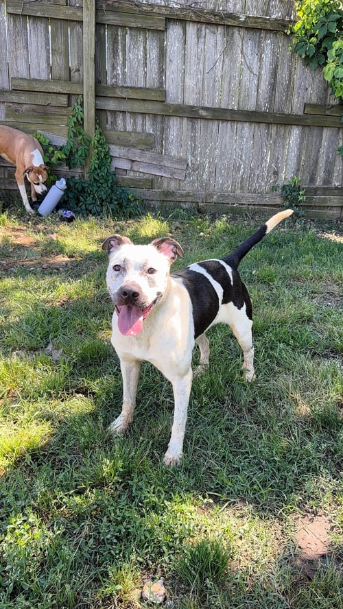 RIPLEY - Australian Cattle Dog/Blue Heeler / American Pit Bull Terrier available for adoption
