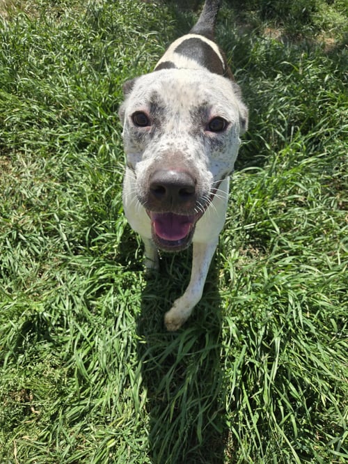 RIPLEY - Australian Cattle Dog/Blue Heeler / American Pit Bull Terrier available for adoption
