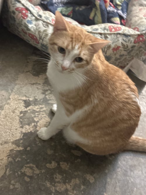 SEPTEMBER - Domestic Short Hair available for adoption